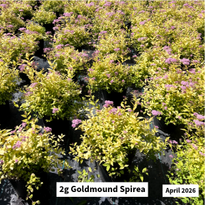 May 2026 2g Goldmound Spirea Website